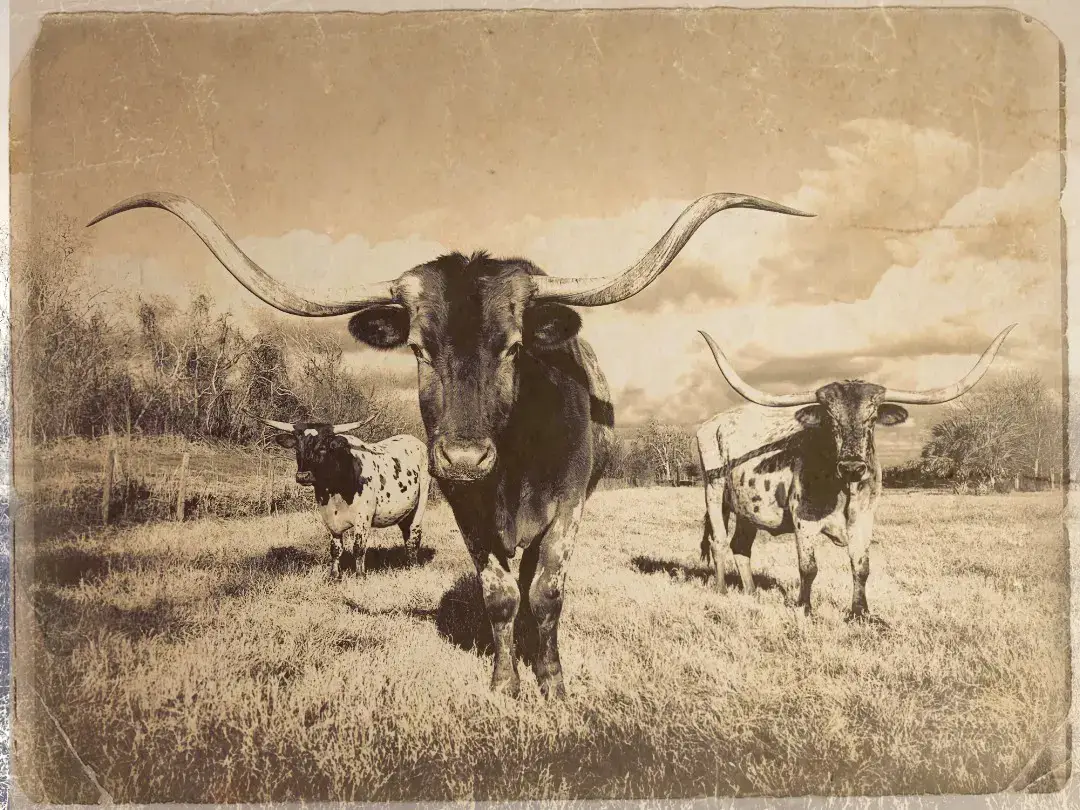 Texas Longhorn Animal At Field Watching Texas Longhorn Animal At Field Watching